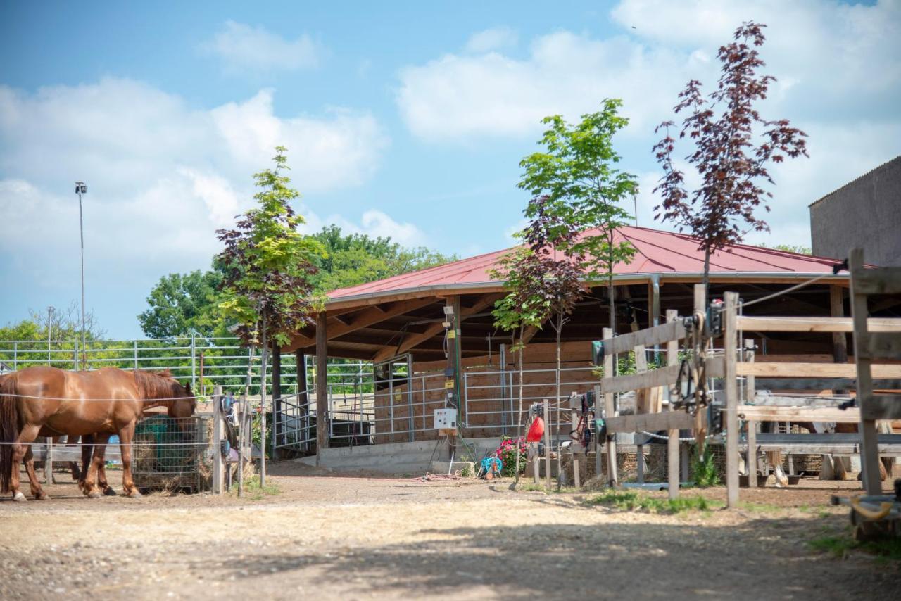 Ranchzimmer Am Hippo-Campus Reit- Und Therapiezentrum Deutsch Haslau Dış mekan fotoğraf