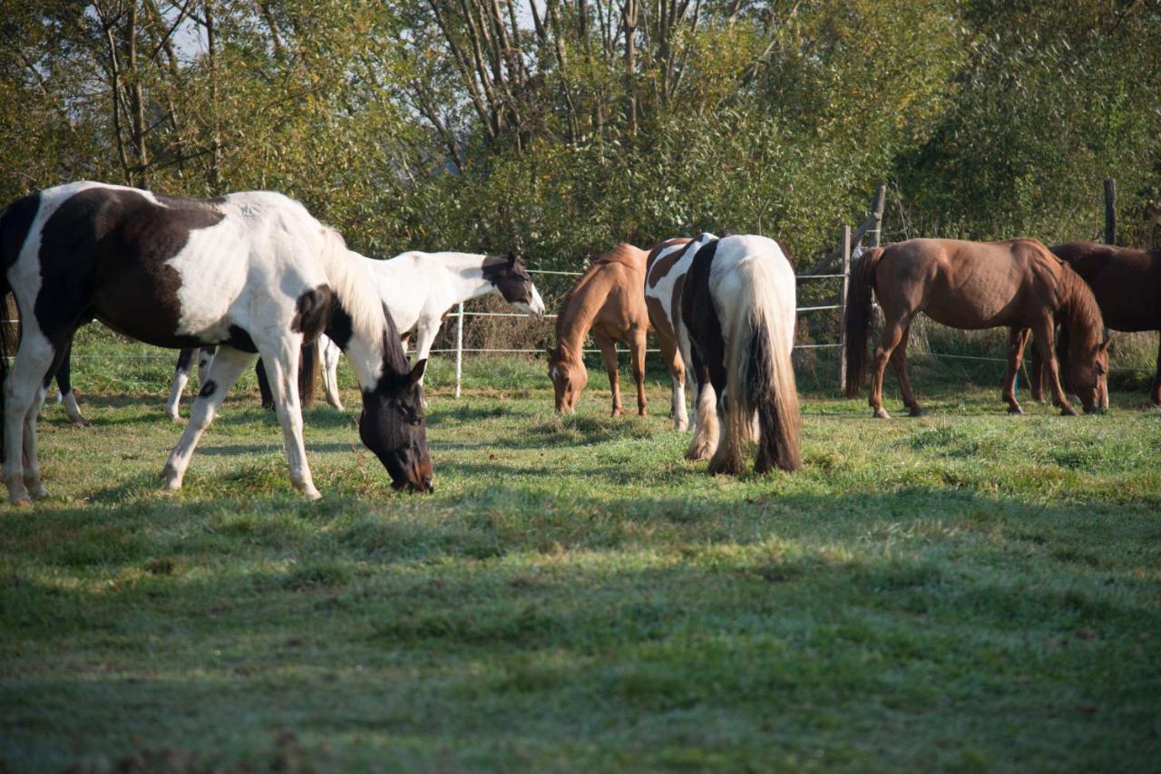 Ranchzimmer Am Hippo-Campus Reit- Und Therapiezentrum Deutsch Haslau Dış mekan fotoğraf