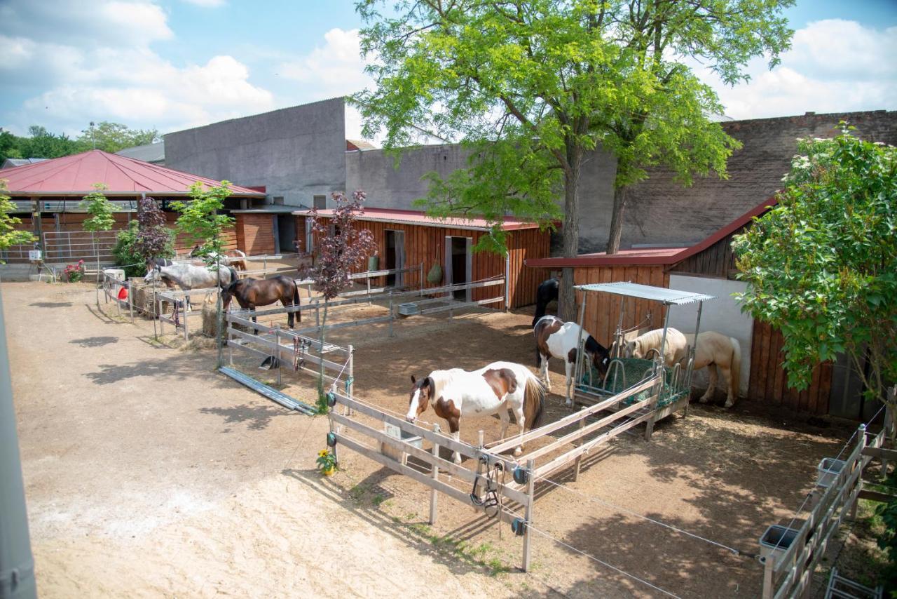 Ranchzimmer Am Hippo-Campus Reit- Und Therapiezentrum Deutsch Haslau Dış mekan fotoğraf