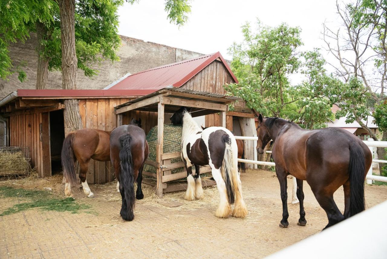 Ranchzimmer Am Hippo-Campus Reit- Und Therapiezentrum Deutsch Haslau Dış mekan fotoğraf